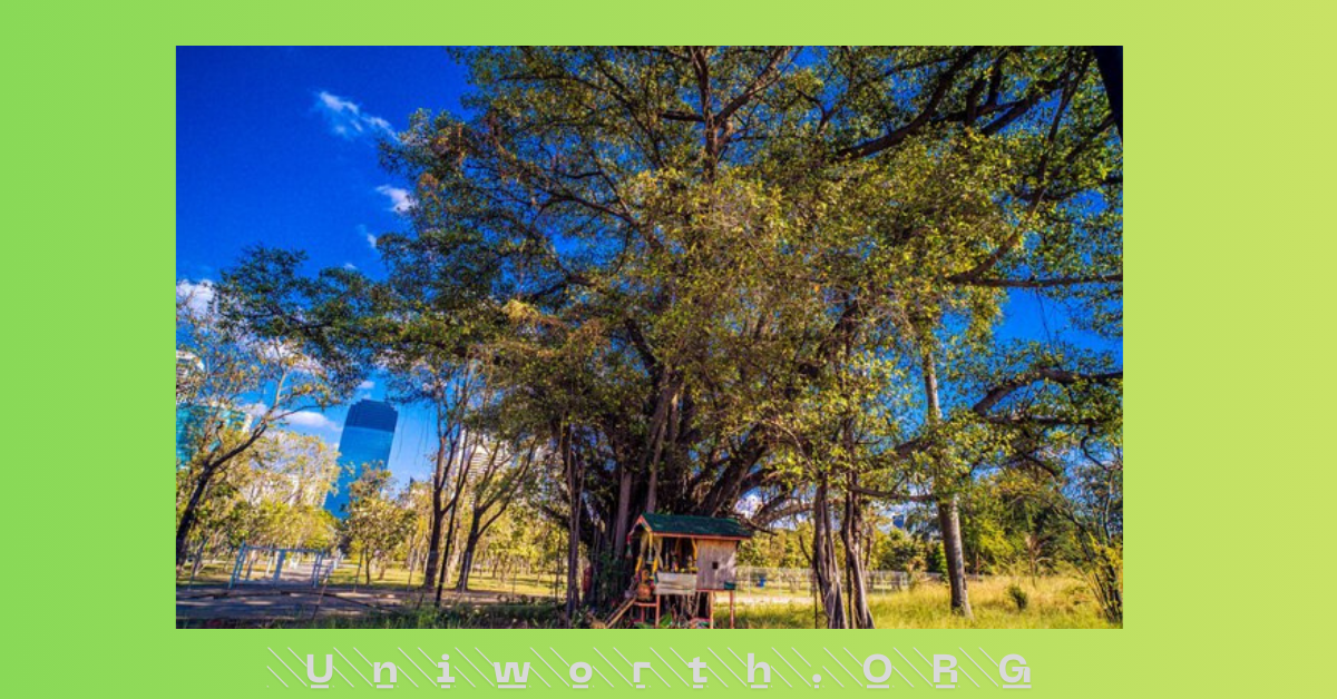 Discovering Lewis Center Ohio Champion Trees: A Personal Journey