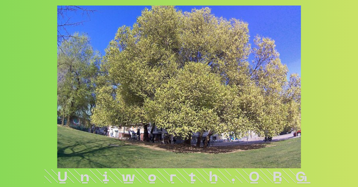 Ohio Champion Trees: Exploring Lewis Center’s Natural Giants